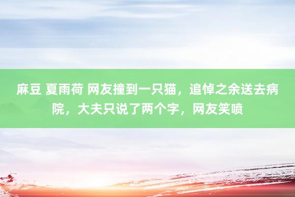 麻豆 夏雨荷 网友撞到一只猫，追悼之余送去病院，大夫只说了两个字，网友笑喷
